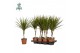 Dracaena marginata Dracaena Marginata p14 (Air so Pure) 1 pp 