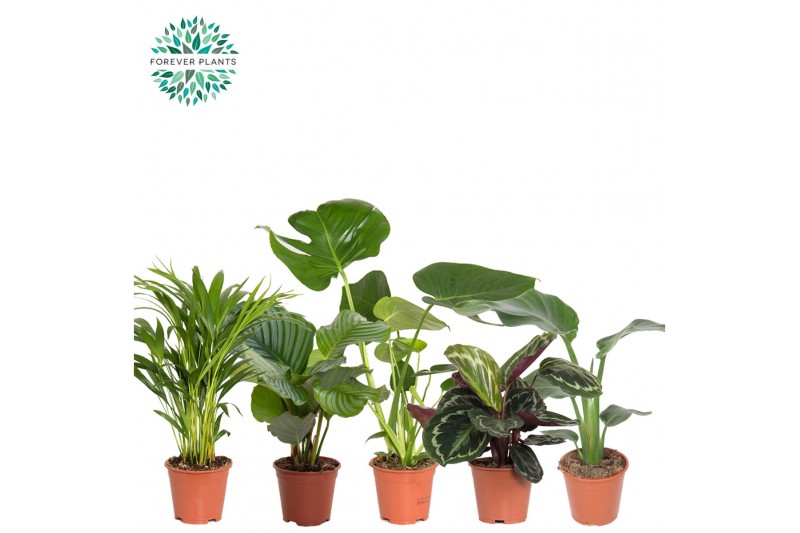 Kamerplanten mix Groen Mix Post p14, Mountain 1 pp 