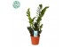 Zamioculcas zamiifolia Zamioculcas p14 5 tak/plnt 