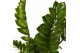 Zamioculcas zamiifolia Zamioculcas p14 5 tak/plnt 