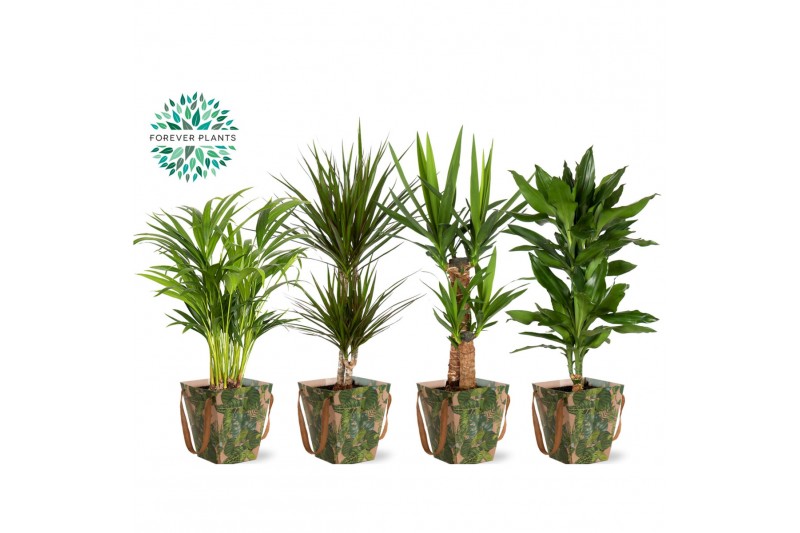 Kamerplanten mix Groen Mix 17 in DRAAGTAS GREEN JEWELS 1 pp 