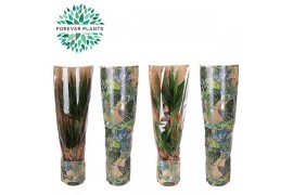 Kamerplanten mix Groen Mix 17 in HOES GREEN JEWELS 1 pp