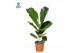 Ficus lyrata Ficus Lyrata p17 1 pp 