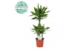 Dracaena fragr. golden coast Dracaena Golden Coast p21, 45+15+10 3 pp