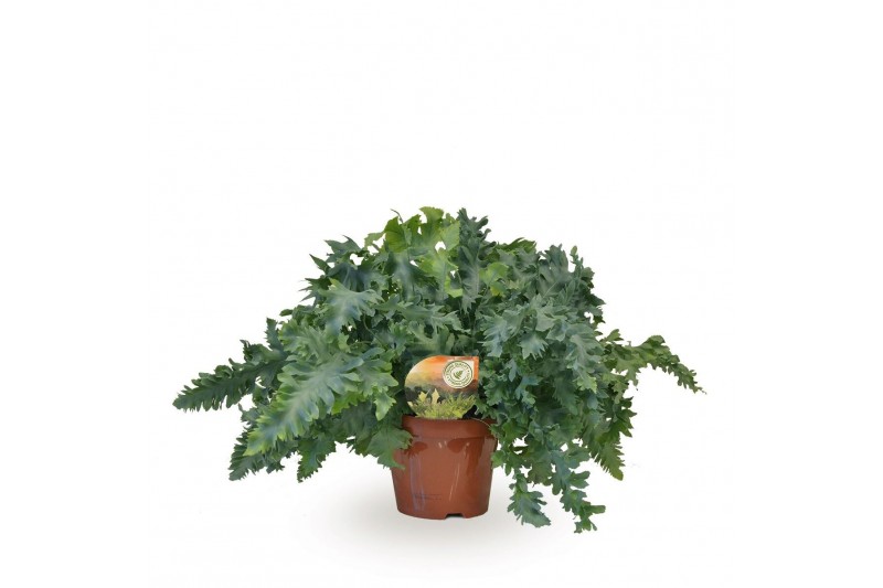 Phlebodium aureum davana 