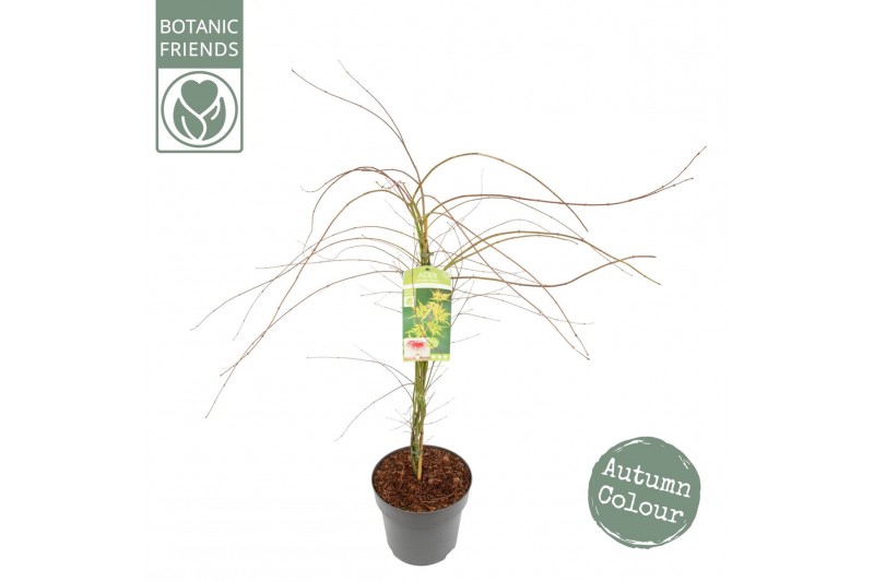 Acer palmatum emerald lace Acer palm. Emerald Lace 