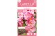 Camellia japonica Camellia jap. Spring Festival Premium50 bl. 