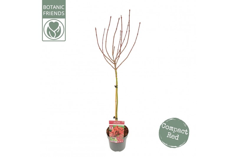 Acer palmatum shaina Acer palm. Shaina40 cm cm stam 