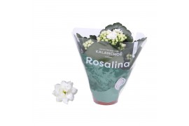 Kalanchoe rosalina don dione wit