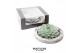Arrangementen succulenten ROOTLESS Echeveria, Koala bowl - black box1  