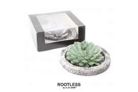 Arrangementen succulenten ROOTLESS Echeveria, Koala bowl - black box1 