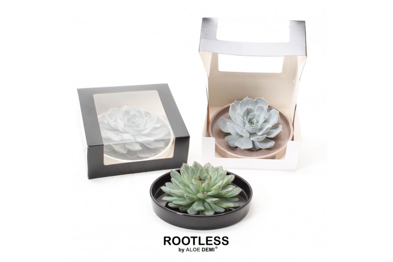 Arrangementen succulenten ROOTLESS Echeveria, Panda bowl - black box1  