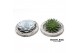 Arrangementen succulenten ROOTLESS succulent, Koala bowl1 pp 