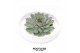 Arrangementen succulenten ROOTLESS Echeveria pulidonis, Tapir bowl1 pp 