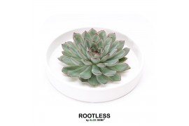 Arrangementen succulenten ROOTLESS Echeveria pulidonis, Tapir bowl1 pp