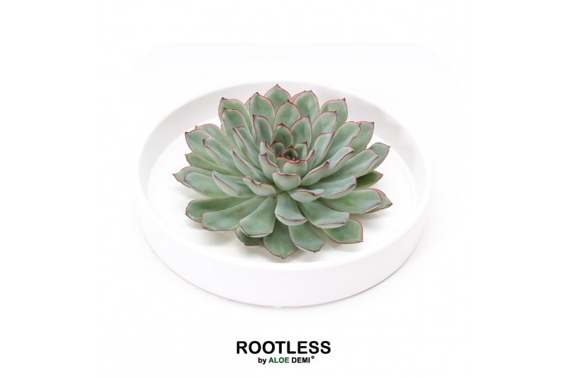 Arrangementen succulenten ROOTLESS Echeveria pulidonis, Tapir bowl1 pp 