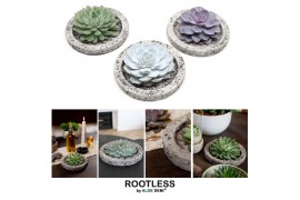 Arrangementen succulenten ROOTLESS Echeveria, Koala bowl1 pp