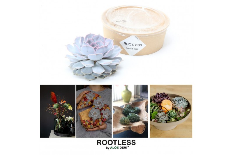 Arrangementen succulenten ROOTLESS Echeveria lilacina 12-14 cm kraft b 