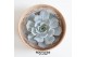 Arrangementen succulenten ROOTLESS Echeveria lilacina 12-14 cm kraft b 