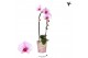 Phalaenopsis elegant cascade Kolibri Orchids Cascade Niagara Fall pink 