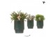 Rhipsalis mix Kolibri Greens Rhipsalis mix in Classy pot green1 pp 