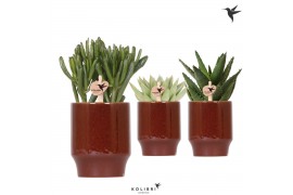 Succulenten mix Kolibri Greens Succulenten mix in Classy pot red1 pp