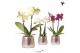 Phalaenopsis mix Kolibri Orchids Phalaenopsis mix 2 spike in Luxury po 