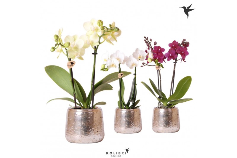 Phalaenopsis mix Kolibri Orchids Phalaenopsis mix 2 spike in Luxury po 