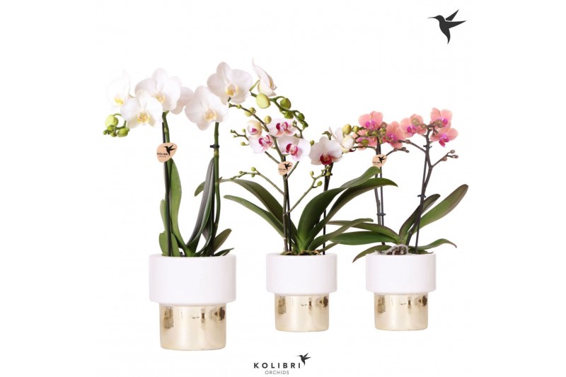 Phalaenopsis mix Kolibri Orchids Phalaenopsis mix 2 spike in Lush pot1 