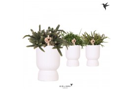 Rhipsalis mix Kolibri Greens Rhipsalis mix in Diabolo pot white1 pp