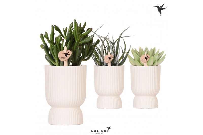 Succulenten mix Kolibri Greens Succulenten mix in Diabolo pot traverti 