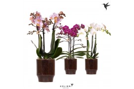 Phalaenopsis multiflora Kolibri Orchids Phalaenopsis mix 3 spike in Cl
