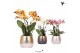 Phalaenopsis mix Kolibri Orchids Phalaenopsis Jewel mix 4 spike in Eli 