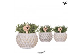 Rhipsalis mix Kolibri Greens Rhipsalis mix in Marrakesh pot gold coppe