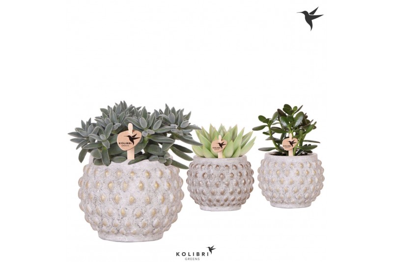 Succulenten mix Kolibri Greens Succulenten mix in Marrakesh pot gold c 