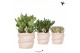 Succulenten mix Kolibri Greens Succulenten mix in Octopus pot1 pp 