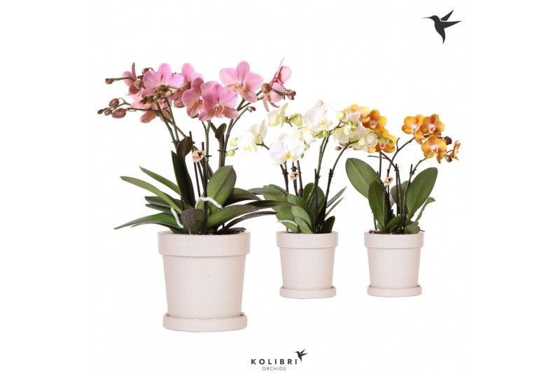 Phalaenopsis mix Kolibri Orchids Phalaenopsis Jewel mix in Flower pot  