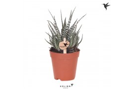 Haworthia fasciata big band Kolibri Greens Succulenten Haworthia Big B