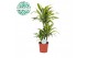 Dracaena fragr. der. lemon lime Dracaena Lemon Lime p21, 45+15+10 3 pp 