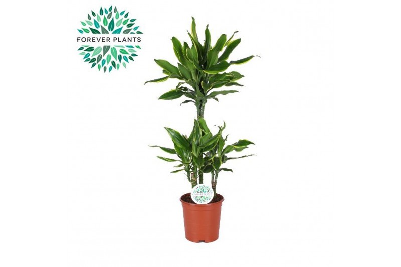 Dracaena fragr. golden coast Dracaena Golden Coast p24, 75+30+10 3 pp 