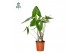 Alocasia zebrina Alocasia Zebrina p24 3 pp 