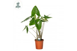 Alocasia zebrina Alocasia Zebrina p24 3 pp