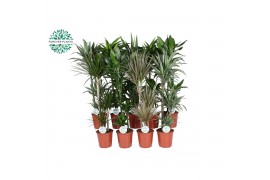 Kamerplanten mix Groen Mix kamerplanten p24 1 pp