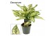 Aglaonema first diamond First Diamond 12cm 