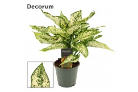 Aglaonema first diamond First Diamond 12cm