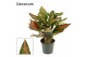 Aglaonema unyamanee red Unyamanee 12cm 