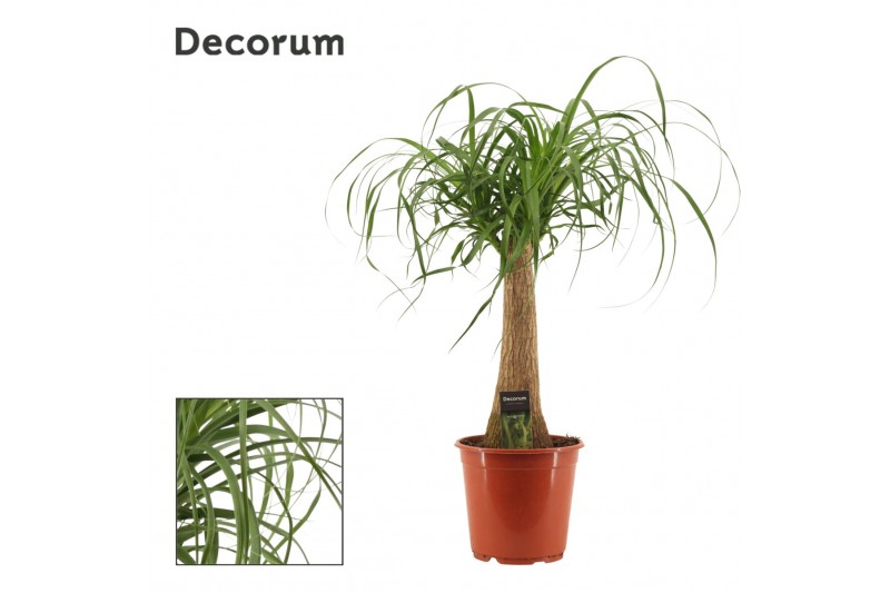 Beaucarnea recurvata Recht 21cm Decorum 