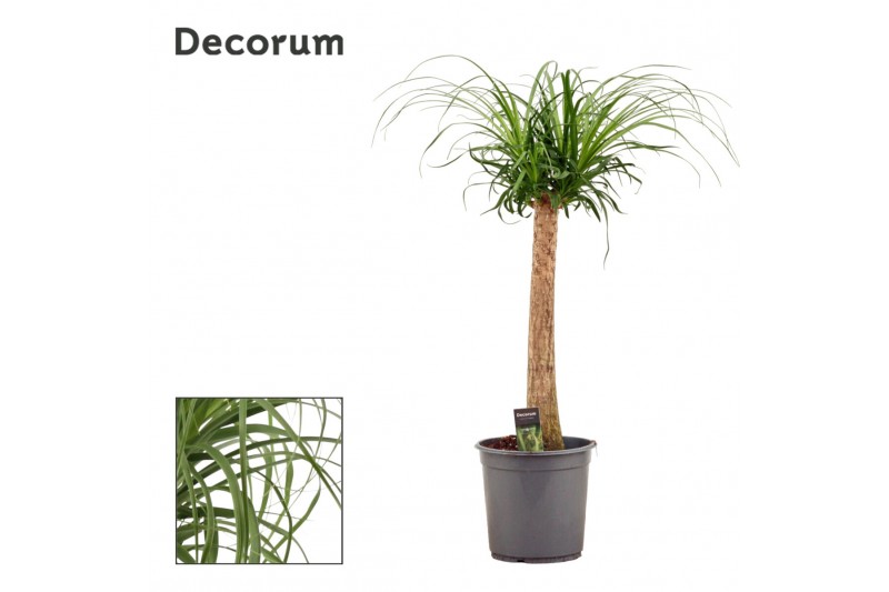 Beaucarnea recurvata Recht 24cm Decorum 