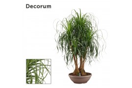 Beaucarnea recurvata Vertakt 60cm Decorum