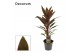 Cordyline fruticosa rumba Rumba 12cm 